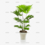 Aspidistra - Cast Iron